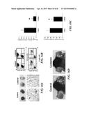 METAP-2 INHIBITOR POLYMERSOMES FOR THERAPEUTIC ADMINISTRATION diagram and image