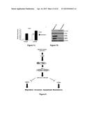 Materials and Methods Useful for Affecting Tumor Cell Growth, Migration     and Invasion diagram and image