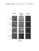 Compositions and Methods for the Therapy and Diagnosis of Influenza diagram and image