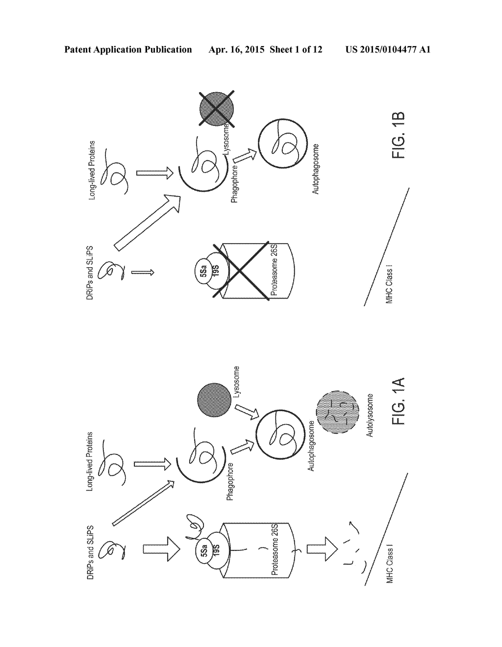 UBIQUITINYLATED PROTEINS - diagram, schematic, and image 02