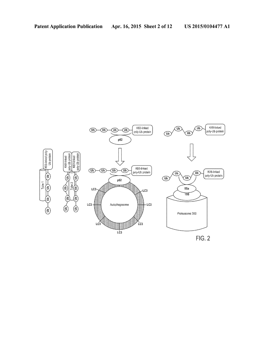 UBIQUITINYLATED PROTEINS - diagram, schematic, and image 03