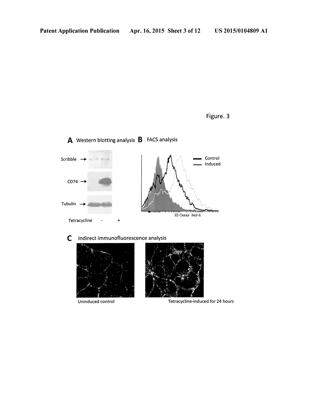 DETECTION AND TREATMENT OF CANCER - diagram, schematic, and image 04