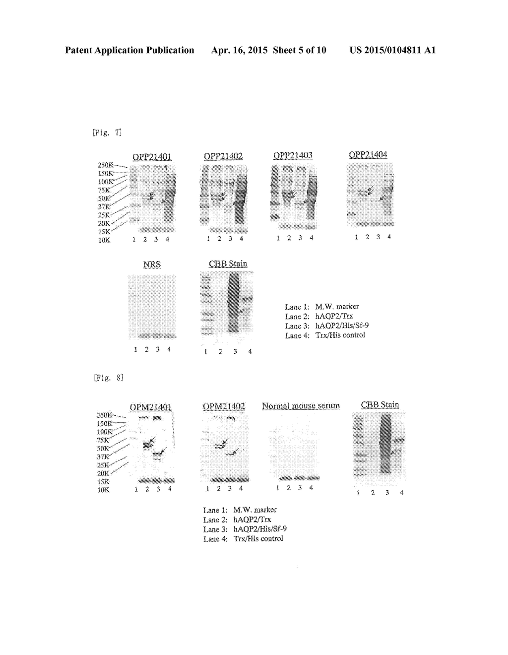 METHOD FOR PRETREATING BIOLOGICAL SAMPLE CONTAINING PROTEIN - diagram, schematic, and image 06