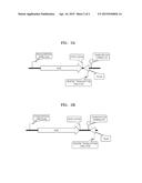 METHOD  OF  PRODUCING  L-AMINO  ACIDS diagram and image