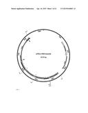 Genes Related to Xylose Fermentation and Methods of Using Same for     Enhanced Biofuel Production diagram and image