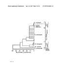 Genes Related to Xylose Fermentation and Methods of Using Same for     Enhanced Biofuel Production diagram and image