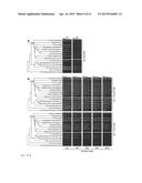 Genes Related to Xylose Fermentation and Methods of Using Same for     Enhanced Biofuel Production diagram and image