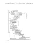 Genes Related to Xylose Fermentation and Methods of Using Same for     Enhanced Biofuel Production diagram and image