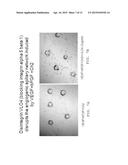 ANTI-ANGIOGENIC TREATMENT OF OVARIAN, BREAST, AND PROSTATE CANCER WITH A     COMBINATION OF ANTAGONISTS diagram and image