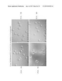 ANTI-ANGIOGENIC TREATMENT OF OVARIAN, BREAST, AND PROSTATE CANCER WITH A     COMBINATION OF ANTAGONISTS diagram and image