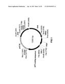 RECOMBINANT ALPHA-FETOPROTEIN AND COMPOSITIONS THEREOF diagram and image