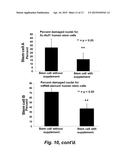 NUCLEOSIDE SUPPLEMENTATION TO PROMOTE CELLULAR FUNCTION, GENETIC STABILITY     AND REGENERATIVE APPLICATIONS diagram and image