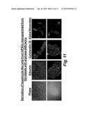 NUCLEOSIDE SUPPLEMENTATION TO PROMOTE CELLULAR FUNCTION, GENETIC STABILITY     AND REGENERATIVE APPLICATIONS diagram and image