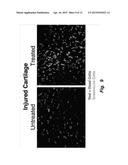 USE OF CDK9 INHIBITORS TO REDUCE CARTILAGE DEGRADATION diagram and image