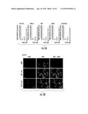 Sparstolonin B Based Pharmaceutical Agent for Neuroblastoma Treatment diagram and image