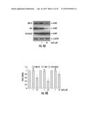 Sparstolonin B Based Pharmaceutical Agent for Neuroblastoma Treatment diagram and image