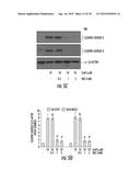 Sparstolonin B Based Pharmaceutical Agent for Neuroblastoma Treatment diagram and image