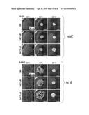 Sparstolonin B Based Pharmaceutical Agent for Neuroblastoma Treatment diagram and image