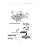 NANOLIPOPROTEIN PARTICLES AND RELATED METHODS AND SYSTEMS FOR PROTEIN     CAPTURE, SOLUBILIZATION, AND/OR PURIFICATION diagram and image