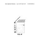 NANOLIPOPROTEIN PARTICLES AND RELATED METHODS AND SYSTEMS FOR PROTEIN     CAPTURE, SOLUBILIZATION, AND/OR PURIFICATION diagram and image