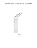 NANOLIPOPROTEIN PARTICLES AND RELATED METHODS AND SYSTEMS FOR PROTEIN     CAPTURE, SOLUBILIZATION, AND/OR PURIFICATION diagram and image