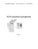 NANOLIPOPROTEIN PARTICLES AND RELATED METHODS AND SYSTEMS FOR PROTEIN     CAPTURE, SOLUBILIZATION, AND/OR PURIFICATION diagram and image