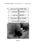 BIOMATRIX SCAFFOLDS diagram and image