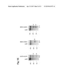 MODIFICATION OF CXCR4 USING ENGINEERED ZINC FINGER PROTEINS diagram and image