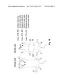 ANTIBODY PRODUCTION METHODS diagram and image