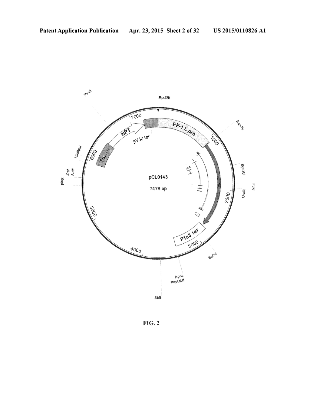 Production of Heterologous Polypeptides in Microalgae, Microalgal     Extracellular Bodies, Compositions, and Methods of Making and Uses     Thereof - diagram, schematic, and image 03