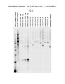 YEAST-BASED THERAPEUTIC FOR CHRONIC HEPATITIS B INFECTION diagram and image