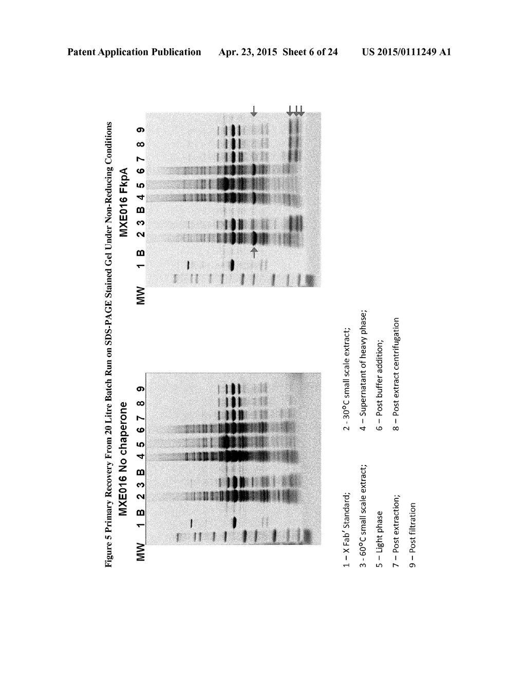 Recombinant Bacterial Host Cell for Protein Expression - diagram, schematic, and image 07