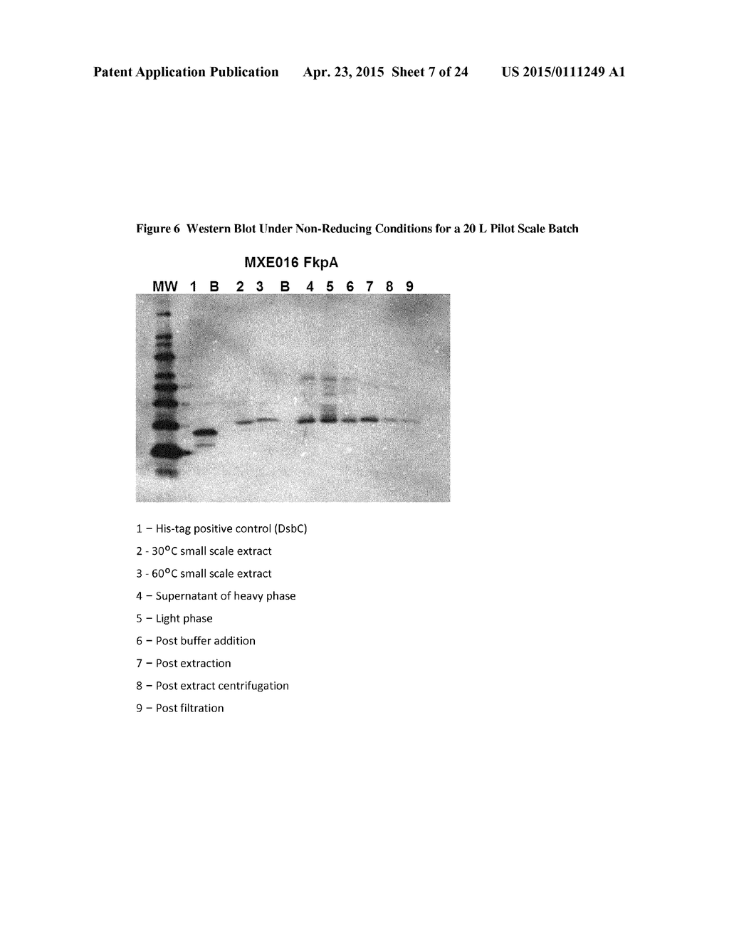 Recombinant Bacterial Host Cell for Protein Expression - diagram, schematic, and image 08