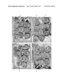 PRODUCT AND METHOD FOR MANAGING GANODERMA DISEASE IN OIL PALM diagram and image