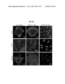 METHODS FOR GENERATION OF PLURIPOTENT AND MULTIPOTENT CELLS diagram and image