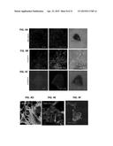 METHODS FOR GENERATION OF PLURIPOTENT AND MULTIPOTENT CELLS diagram and image