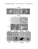 METHODS FOR GENERATION OF PLURIPOTENT AND MULTIPOTENT CELLS diagram and image