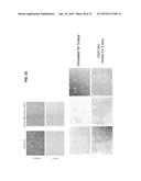 METHODS FOR GENERATION OF PLURIPOTENT AND MULTIPOTENT CELLS diagram and image