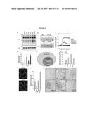 OSTEOCALCIN AS A TREATMENT FOR MALE REPRODUCTIVE DISORDERS diagram and image