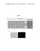 OSTEOCALCIN AS A TREATMENT FOR MALE REPRODUCTIVE DISORDERS diagram and image