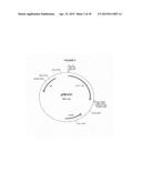 USE OF MODIFIED VASOACTIVE INTESTINAL PEPTIDES IN THE TREATMENT OF     HYPERTENSION diagram and image