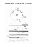 USE OF MODIFIED VASOACTIVE INTESTINAL PEPTIDES IN THE TREATMENT OF     HYPERTENSION diagram and image