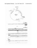 USE OF MODIFIED VASOACTIVE INTESTINAL PEPTIDES IN THE TREATMENT OF     HYPERTENSION diagram and image