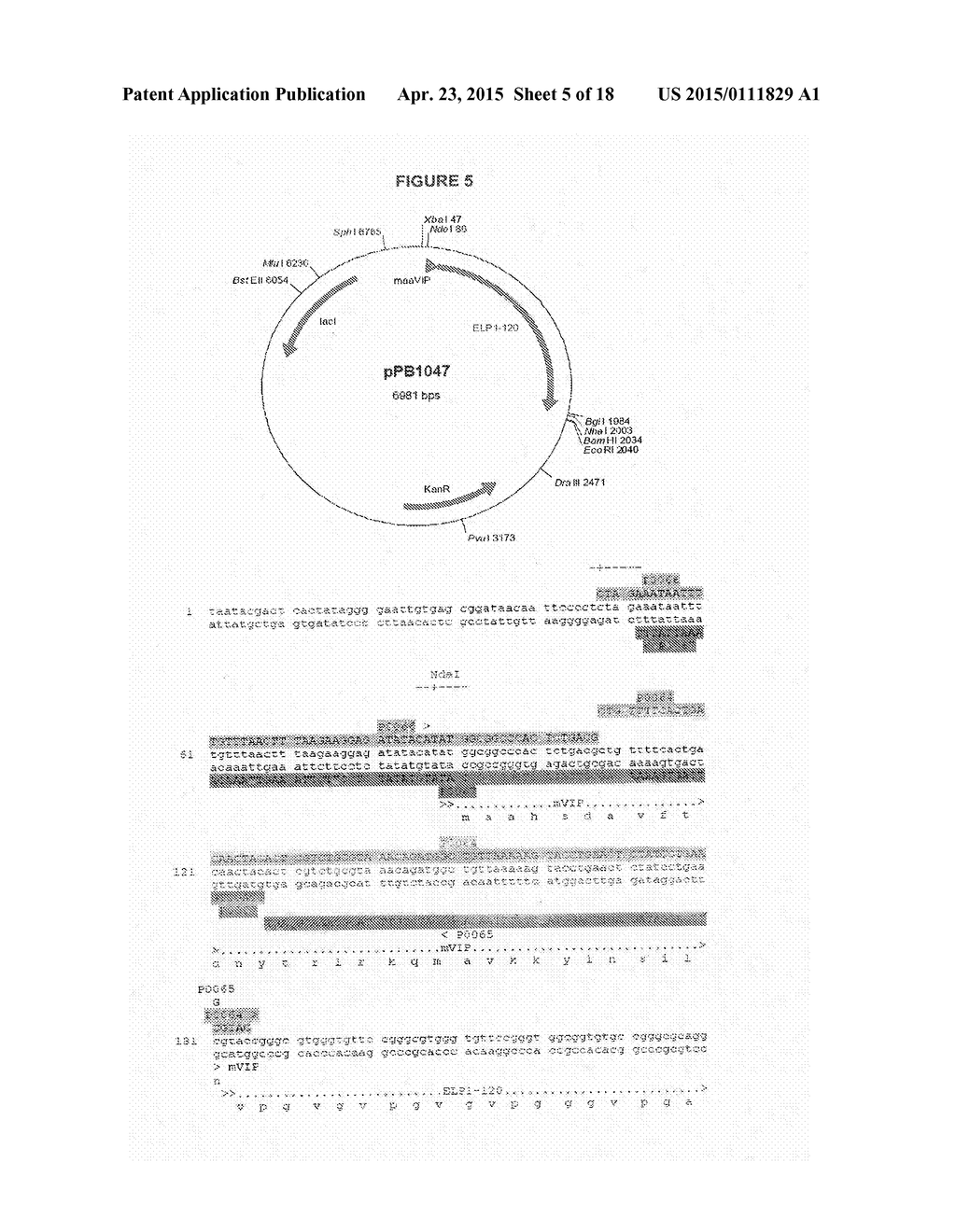 USE OF MODIFIED VASOACTIVE INTESTINAL PEPTIDES IN THE TREATMENT OF     HYPERTENSION - diagram, schematic, and image 06