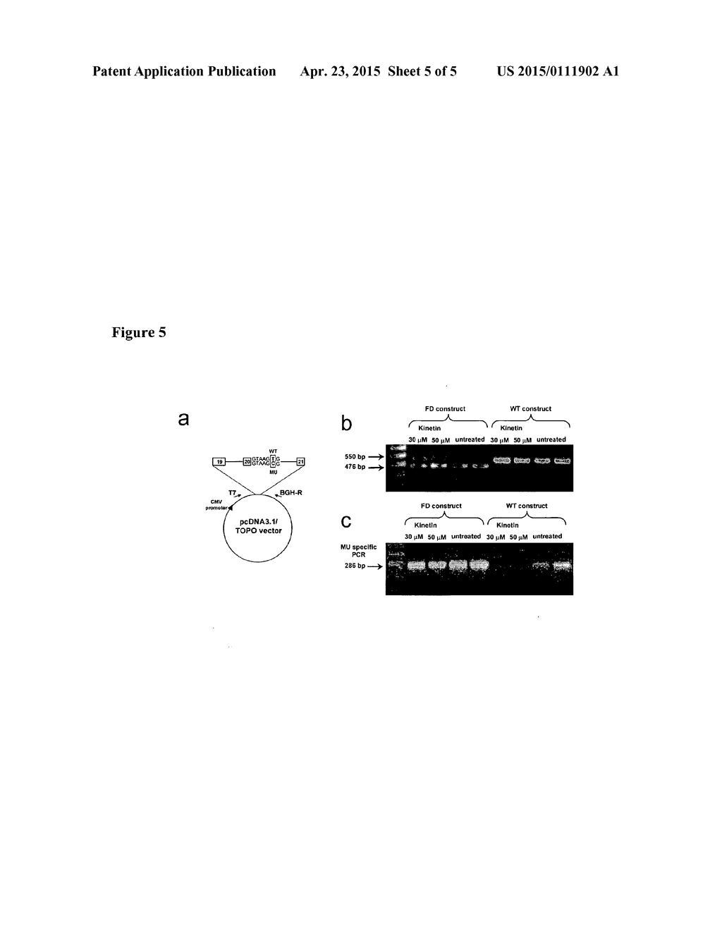 Methods for Altering MRNA Splicing and Treating Familial Dysautonomia by     Administering Kinetin, Benzyladenine, and Tocotrienols - diagram, schematic, and image 06