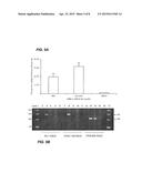 COMPOSITIONS AND METHODS FOR SILENCING EBOLA VIRUS GENE EXPRESSION diagram and image