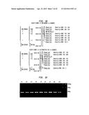 Modulator Compounds of Drug Resistance in Epithelial Tumor Cells diagram and image