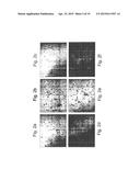 Endothelial Cell-Specific Polynucleotides and Use Thereof diagram and image