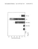 Endothelial Cell-Specific Polynucleotides and Use Thereof diagram and image