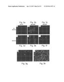 Endothelial Cell-Specific Polynucleotides and Use Thereof diagram and image